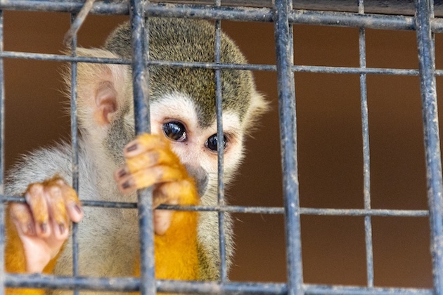 caged Monkey