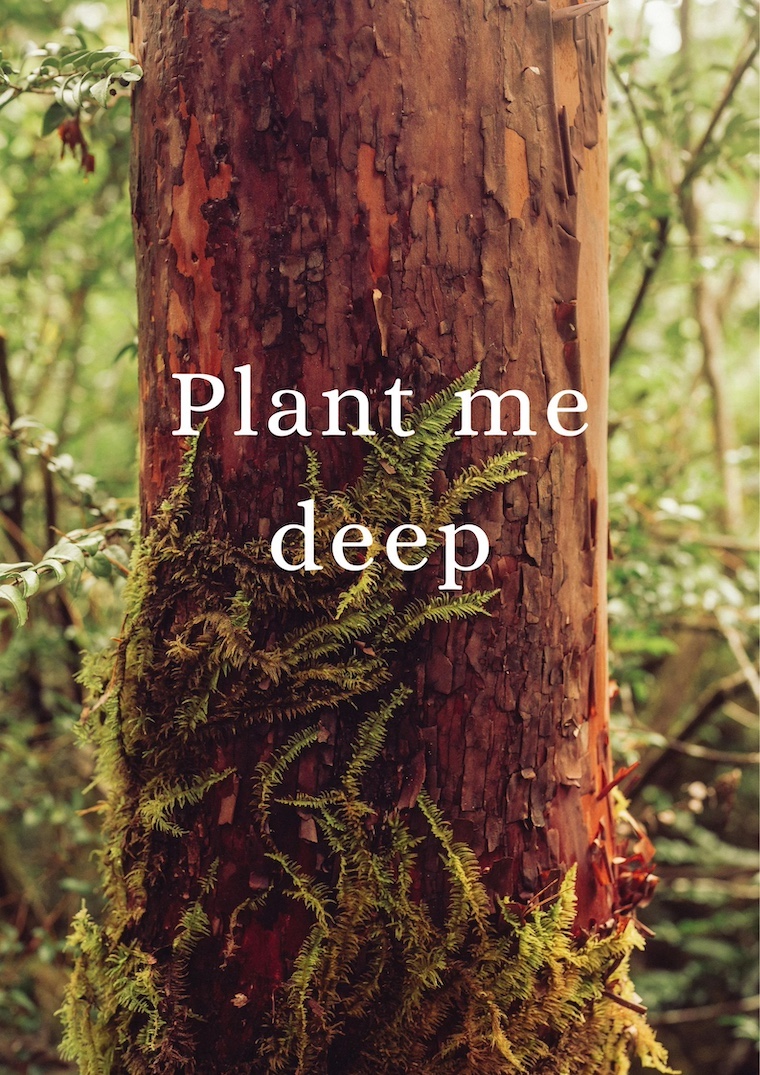 title and redwood trunk