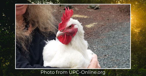 human holding rooster