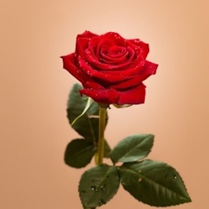 red rose