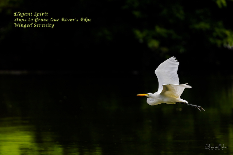 Graceful birds wings