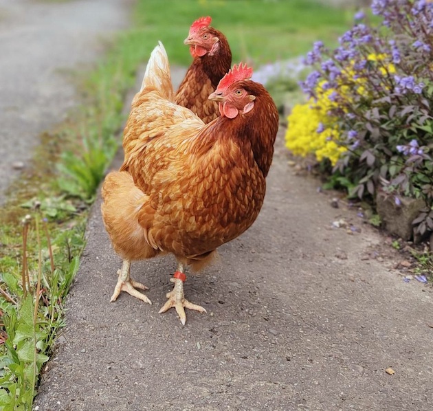 happy rescued Hens