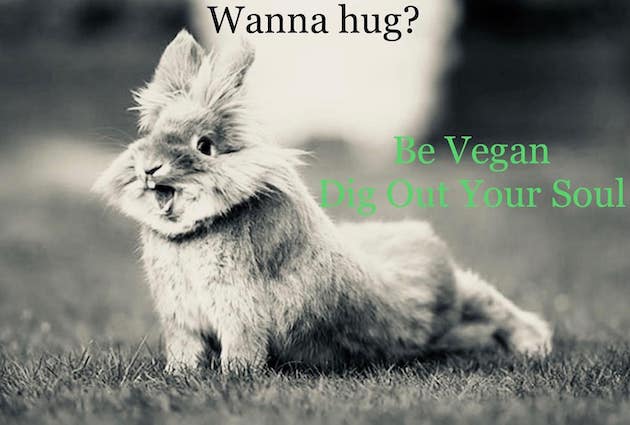 Bunny hug