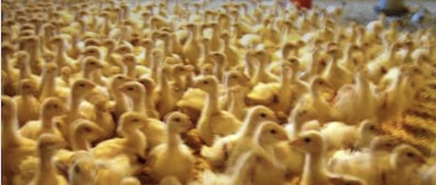farmed Turkeys