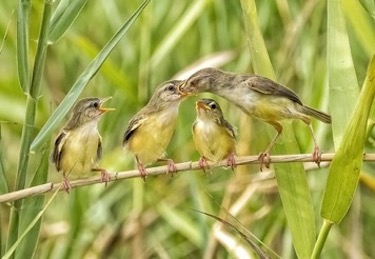 baby Birds