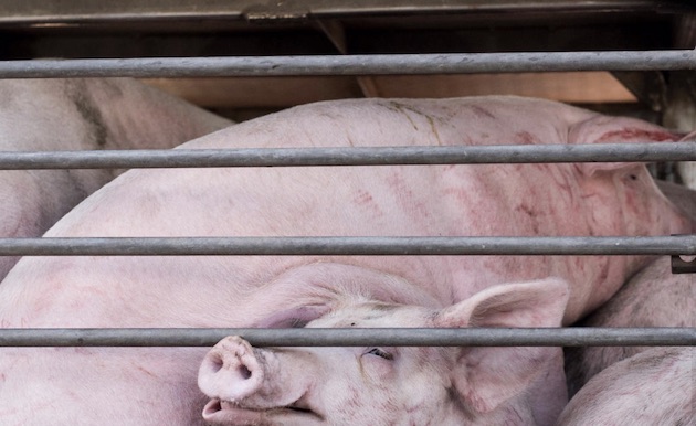 pig truck