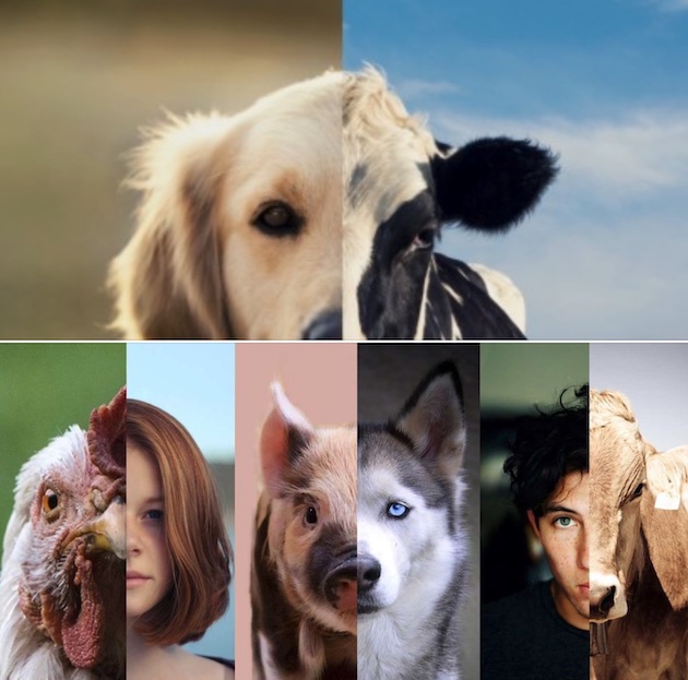 animals and humans