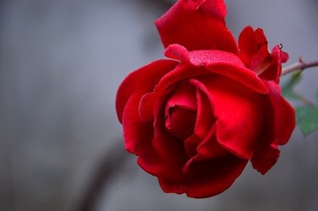 red rose