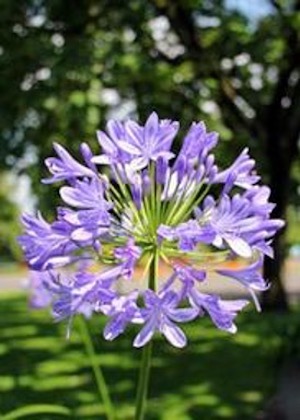 purple flowers