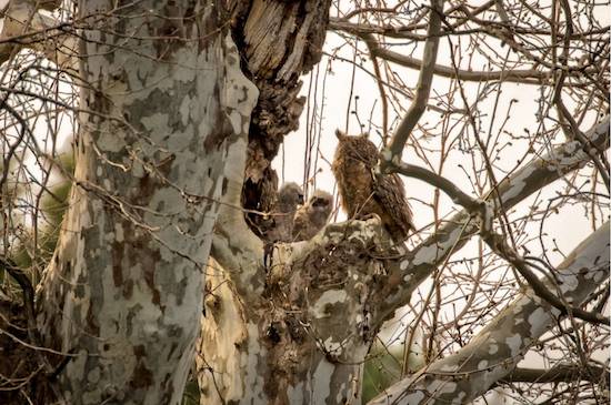 owls in tree