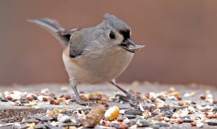 tiny bird