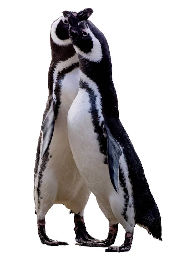 penguins