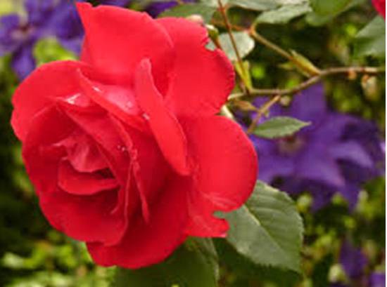 red rose