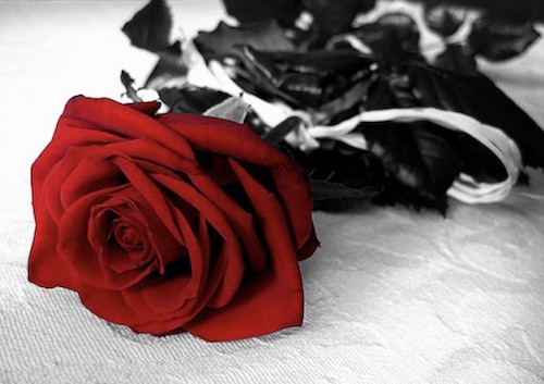 red rose