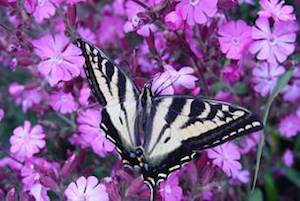 butterfly