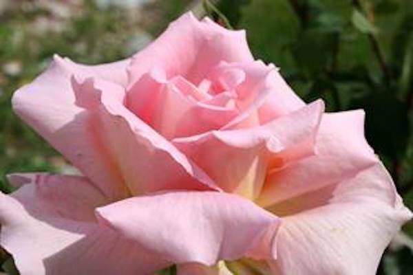 pink rose