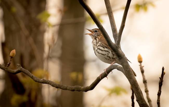 spring thrush