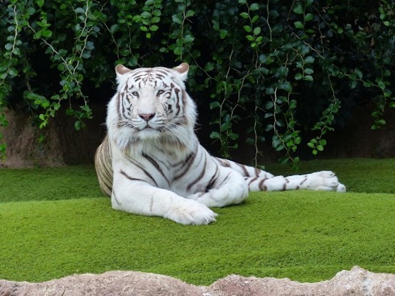 white Tiger