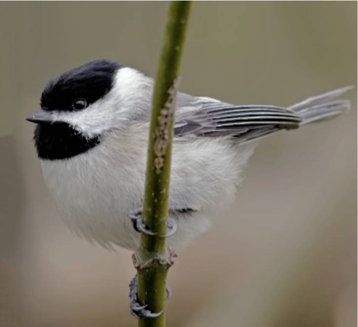 chickadee