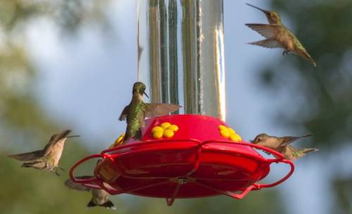 hummingbird/