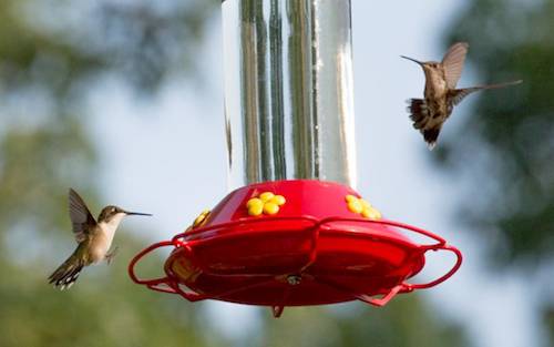 hummingbird//