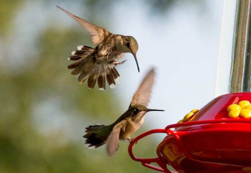 hummingbird//