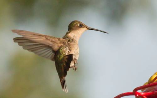 hummingbird//
