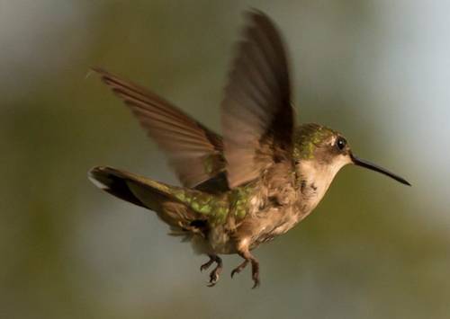 hummingbird//