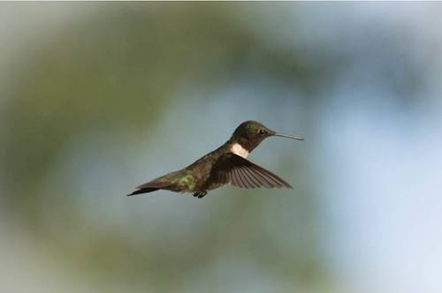 hummingbird//