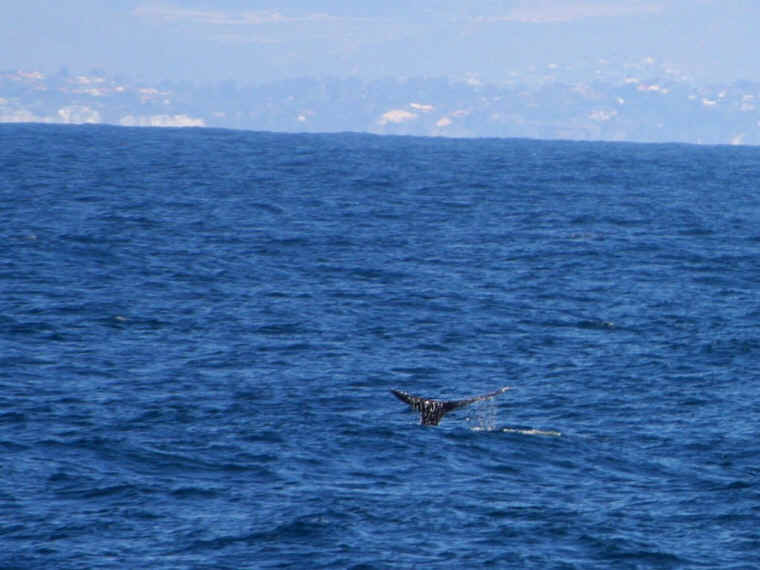 Sonnet to the Beautiful Whales