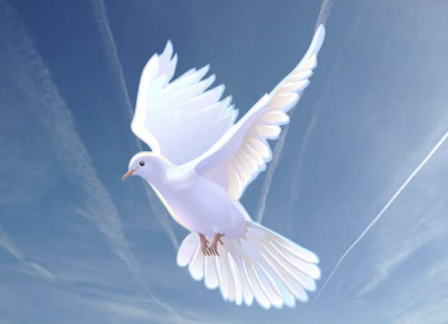 white dove