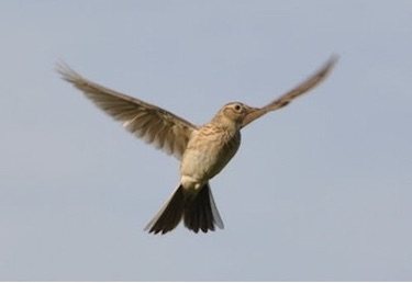 soaring Lark