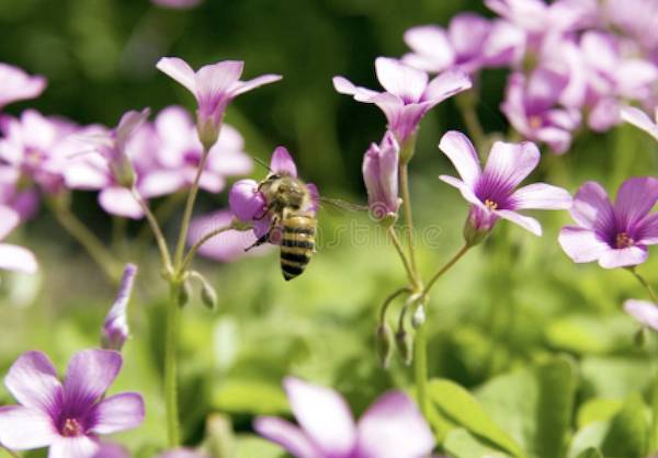 honeybee