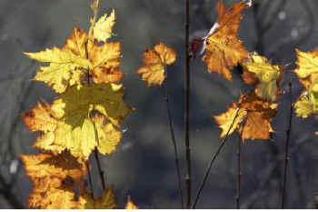 this day autumn leaves