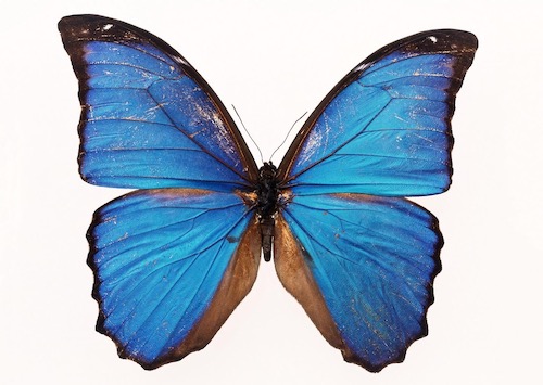 blue Butterfly