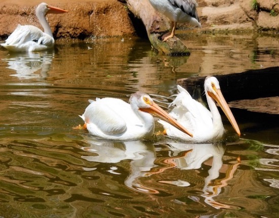 Pelicans