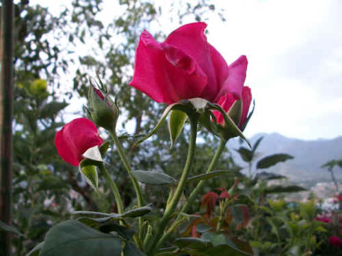 Petals from a Rose