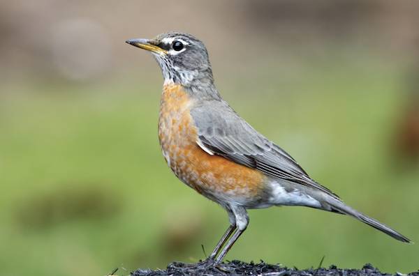 American Robin