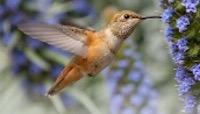 Hummingbird