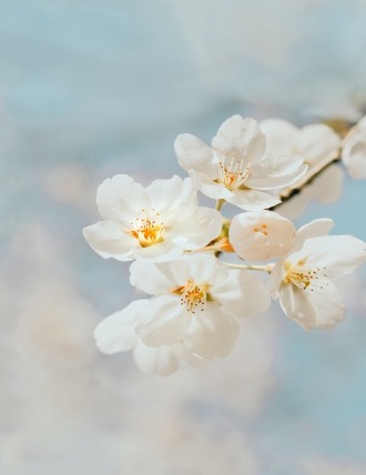 white flowers