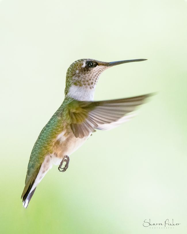 hummingbird