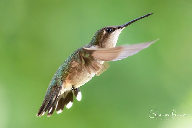 hummingbird