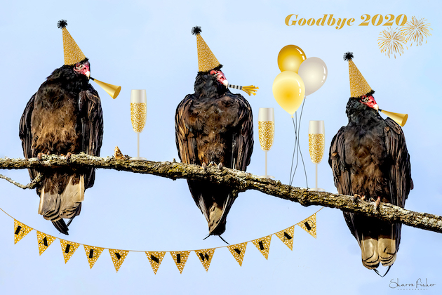 Crows