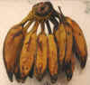 Bananas, Saba or Cooking