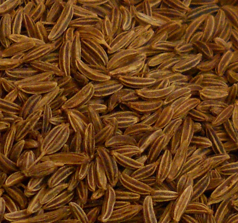 Caraway Seeds In Tamil - What is the Difference Between Caraway Seeds