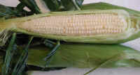 Corn on the Cob - White