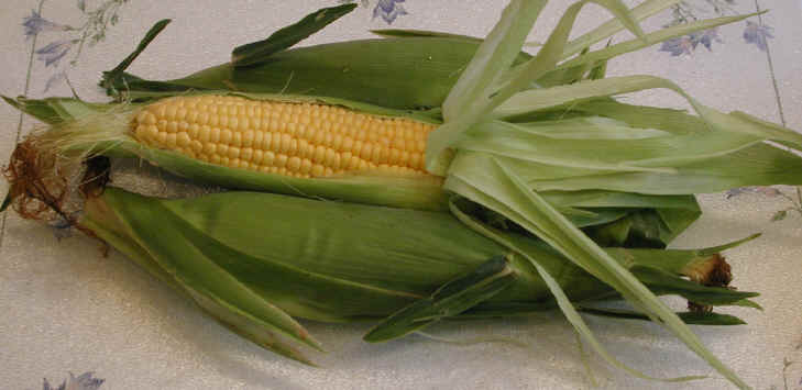 Corn on the Cob - Yellow