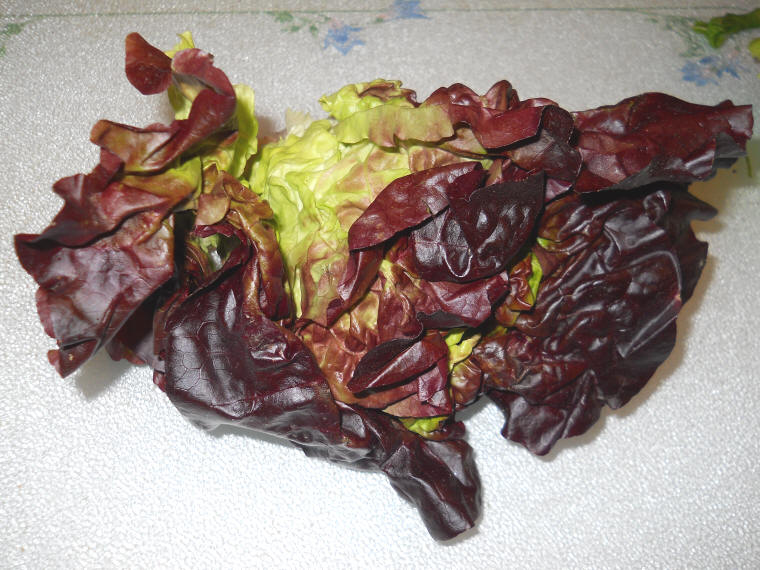 red oak lettuce