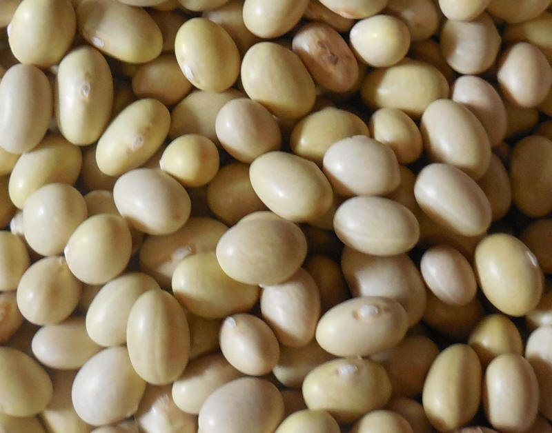 Mayocoba Beans