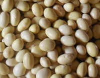 Beans, Mayocoba